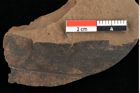 Foto (Detailansicht) von Xylomites lignitum Ettingshausen (NHMW-GEO-2024-0188-0052a)